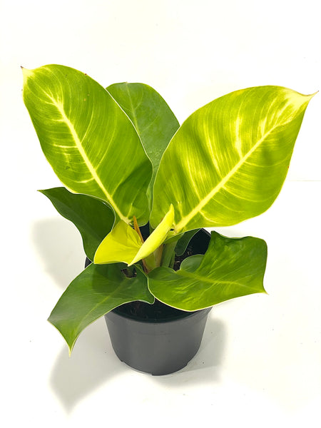 Philodendron Apple Green