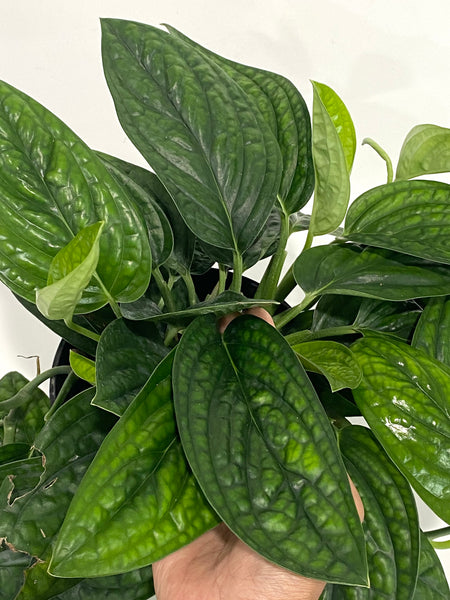 Monstera sp. Peru