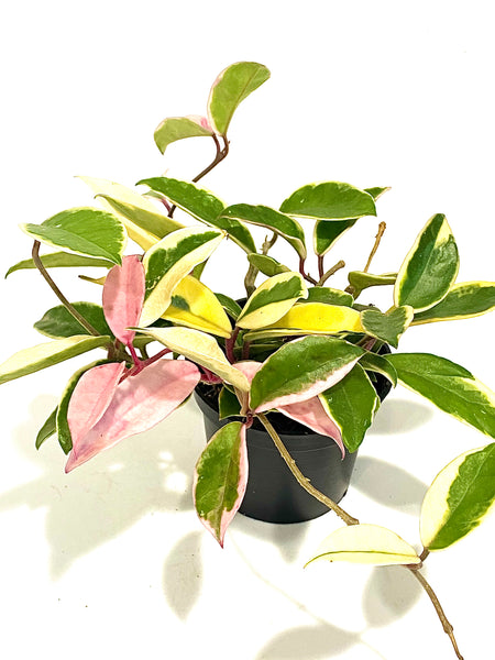 Hoya carnosa krimson queen (small; 10 diameter pot)