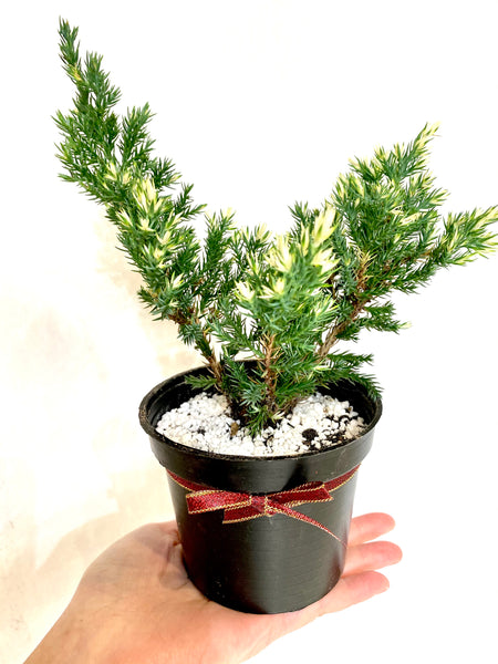 Juniper