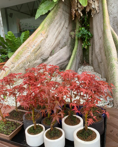 Maple Bonsai in zen medium white ceramic pot (Acer Palmatum)