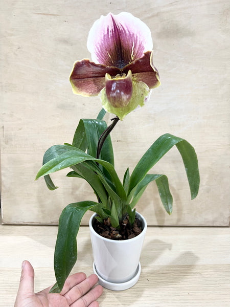 Paphiopedilum (SO103)-Tree of Reminiscence x Valiwin