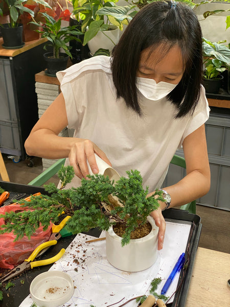Bonsai (Juniper) Workshop