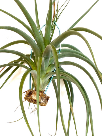 Tillandsia Concolor x Pausifolia