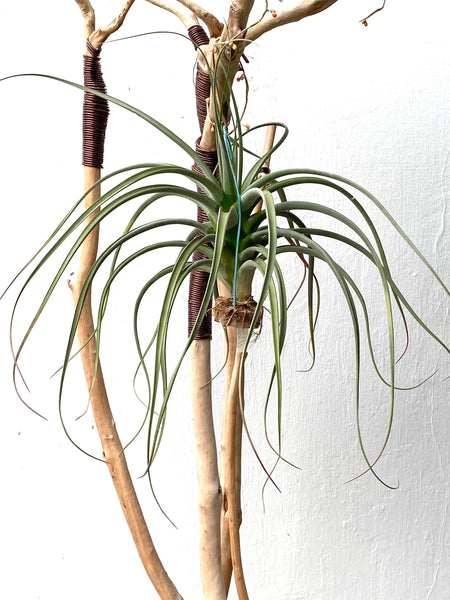 Tillandsia concolor x pausifolia